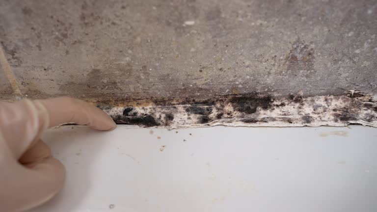 Best Environmental Consulting for Mold Prevention  in Merriam Woods, MO