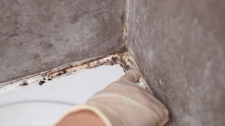 Best Mold Documentation for Insurance Claims  in Merriam Woods, MO